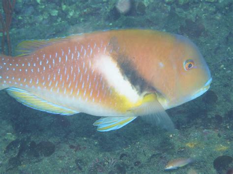 血紅豬魚|Choerodon azurio (Jordan & Snyder, 1901) 